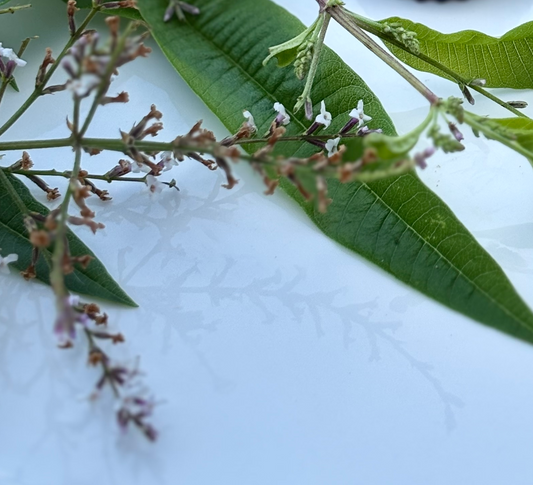 Lemon Verbena