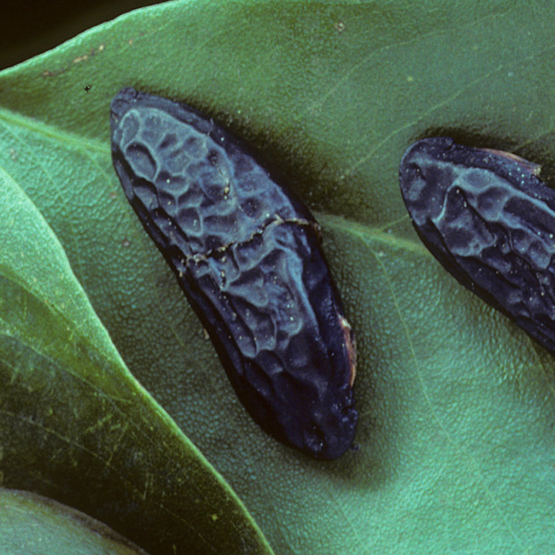 Tonka Bean