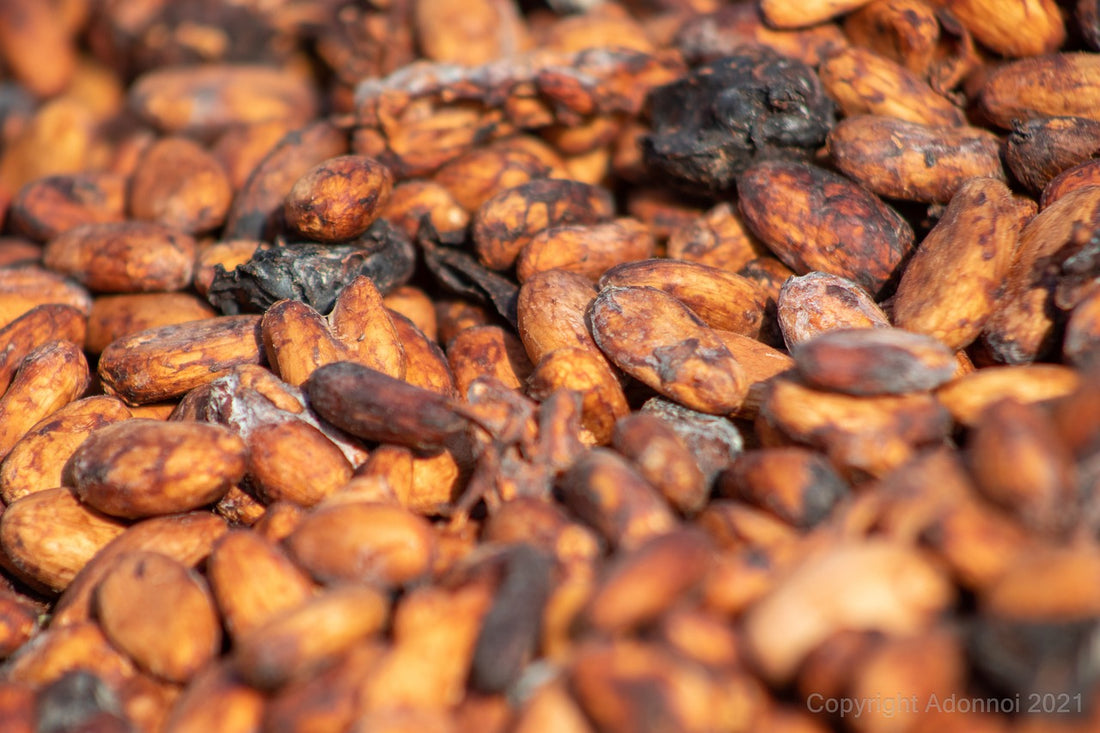 Drying cacao cocoa beans in Venezuela